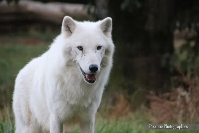 Lorraine, Rhodes, Parc animalier de Sainte Croix, Rhodes, Loups, Alsace et Moi, Pixanne Photographies