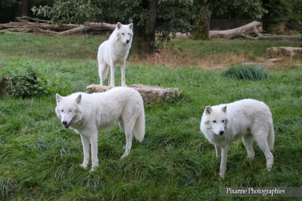 France, Lorraine, Rhodes, Parc animalier de Sainte Croix, loups arctique, Alsace et Moi, Pixanne Photographies