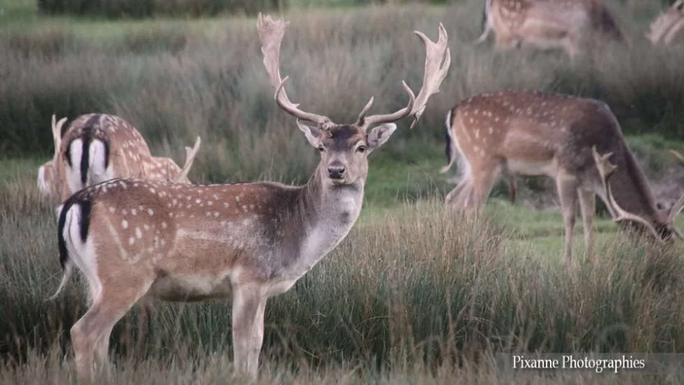Lorraine, Rhodes, Parc animalier de Sainte Croix, Rhodes, Cerfs, Daims, Alsace et Moi, Pixanne Photographies