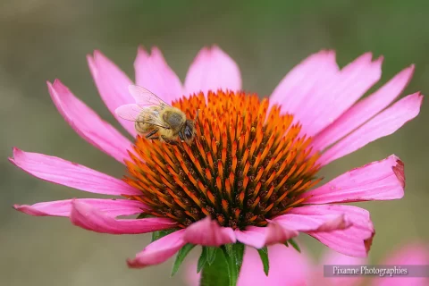 alsace, strasbourg, quartier port du rhin, jardin des deux rives, echinacée pourpre, abeille, alsace et moi, pixanne photographies