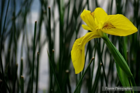 alsace, strasbourg, quartier port du rhin, jardin des deux rives, iris, alsace et moi, pixanne photographies