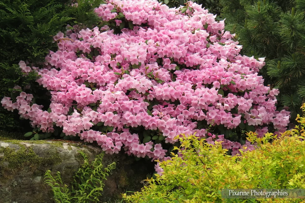 Vosges, Ban de Sapt, Jardins de Callunes, Alsace et Moi, Pixanne Photographies