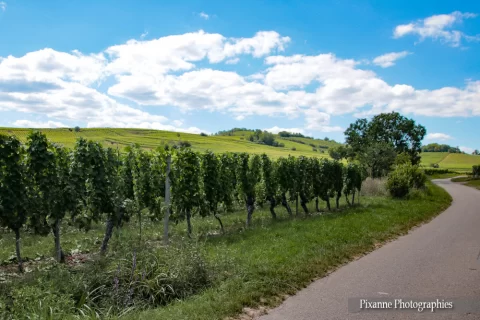 France, Alsace, Route des Vins, Wolxheim, Vignes, Alsace et Moi, Pixanne Photographies