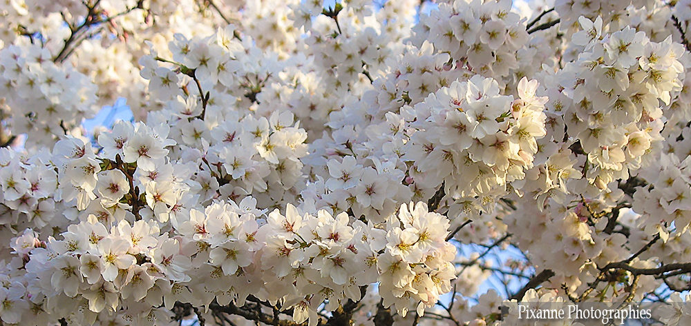 Cerisier en fleurs le long du chemin des philosophes. Ainsi nommé parceque les moines des temples voisins viennent y méditer depuis des siècles.