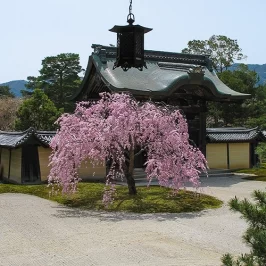 Asie, Japon, Arashiyama, Daikakuji, Souvenirs de Voyages, Pixanne Photographies