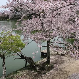 Asie, Japon, Arashiyama, Osawa No Ike, Souvenirs de Voyages, Pixanne Photographies