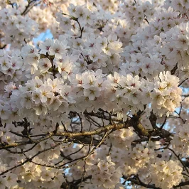 Asie, Japon, Kyoto, Chemin de la Philosophie, Hanami, Souvenirs de voyages, Pixanne Photographies
