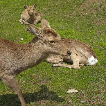Nara et ses Daims
