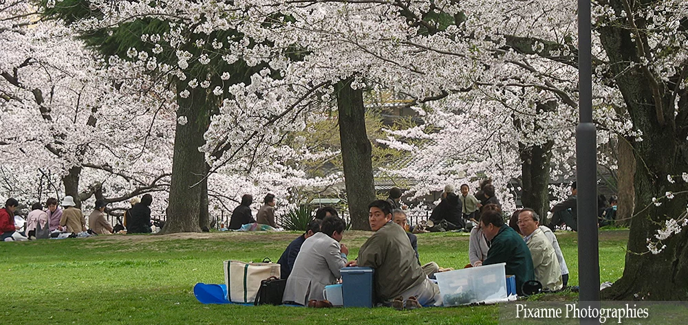 Asie, Japon, Kyoto, Hanami, Cerisiers, Souvenirs de Voyages, Pixanne Photographies