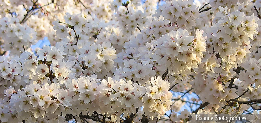 Asie, Japon, Kyoto, Chemin de la Philosophie, Cerisiers, Hanami, Souvenirs de Voyages, Pixanne Photographies