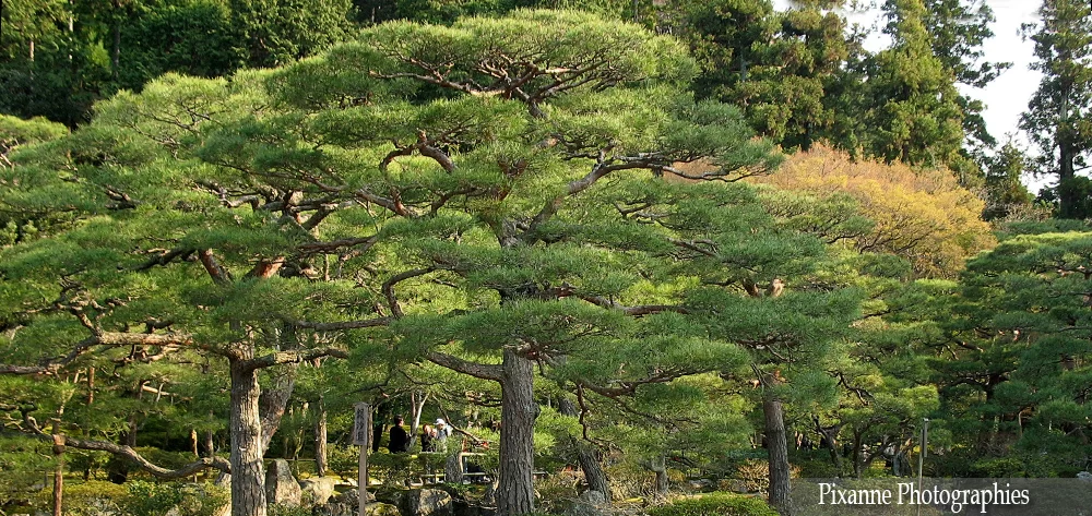 Asie, Japon, Kyoto, Ginkaku Ji, Pavillon d'Argent, Souvenirs de Voyages, Pixanne Photographies