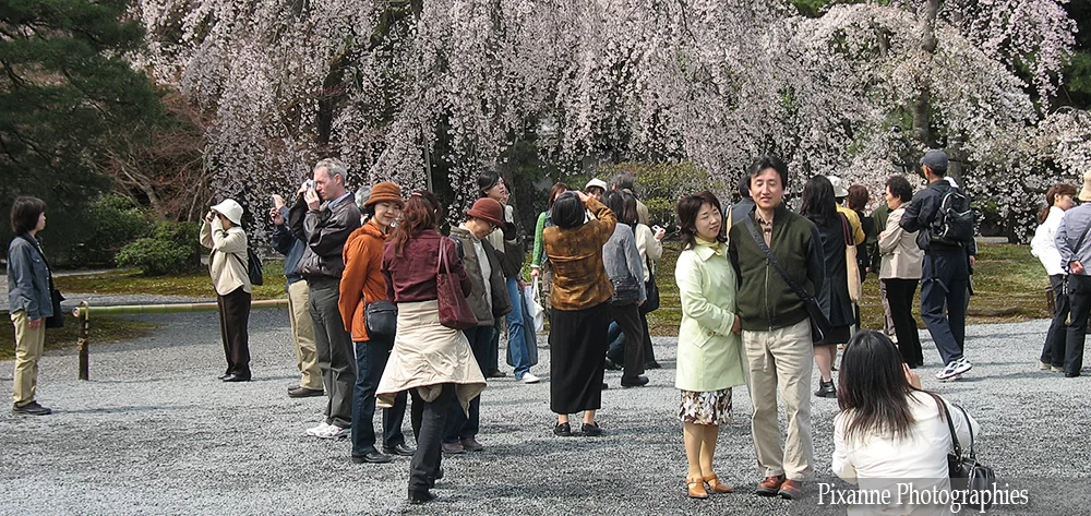 Asie, Japon, Kyoto, Gosho, Palais Impérial, Hanami, Souvenirs de Voyages, Pixanne Photographies