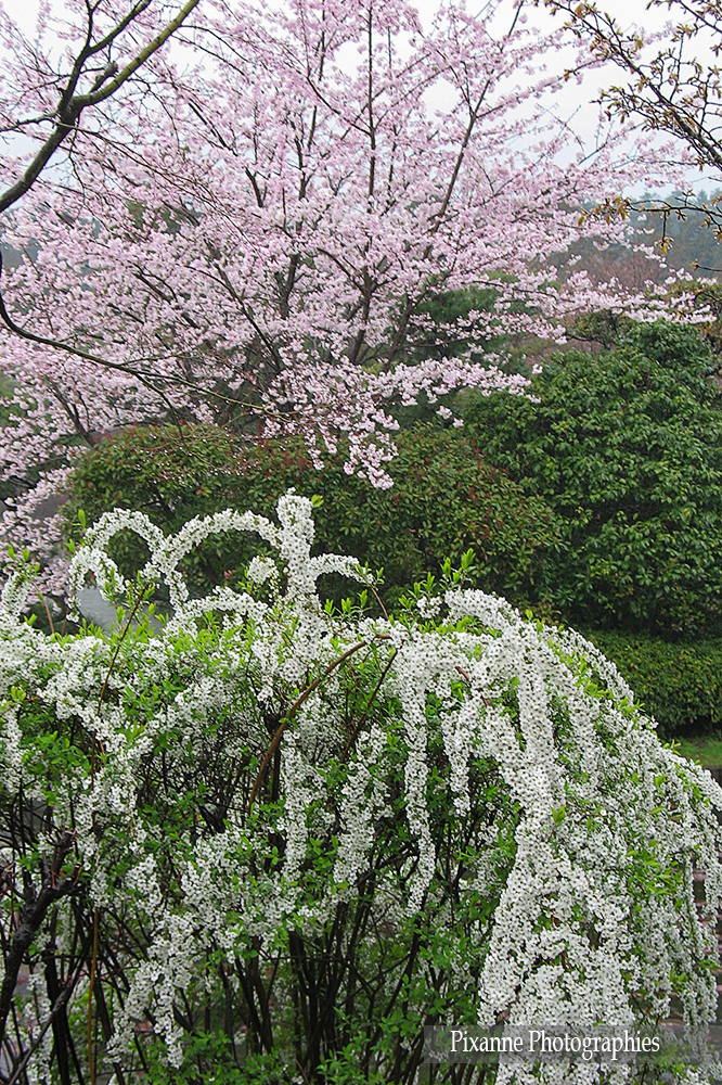 Asie, Japon, Kyoto, Kinkaku Ji, Pavillon d'Or, Hanami, Souvenirs de Voyages, Pixanne Photographies