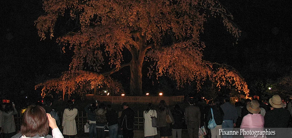 Asie, Japon, Kyoto, Maruyama, Hanami, Souvenirs de Voyages, Pixanne Photographies