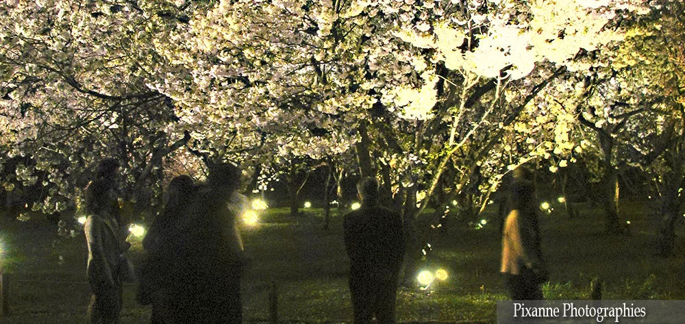 Asie, Japon, Kyoto, Nijo Jo, Souvenirs de Voyages, Pixanne Photographies