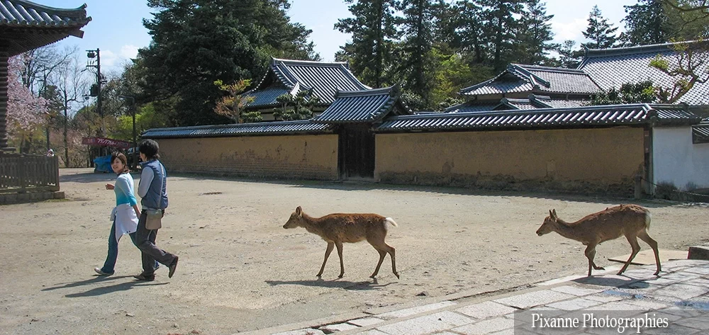 Asie, Japon, Nara, Nigatsudo, cerf, daim, Sika, Shika, Souvenirs de Voyages, Pixanne Photographies