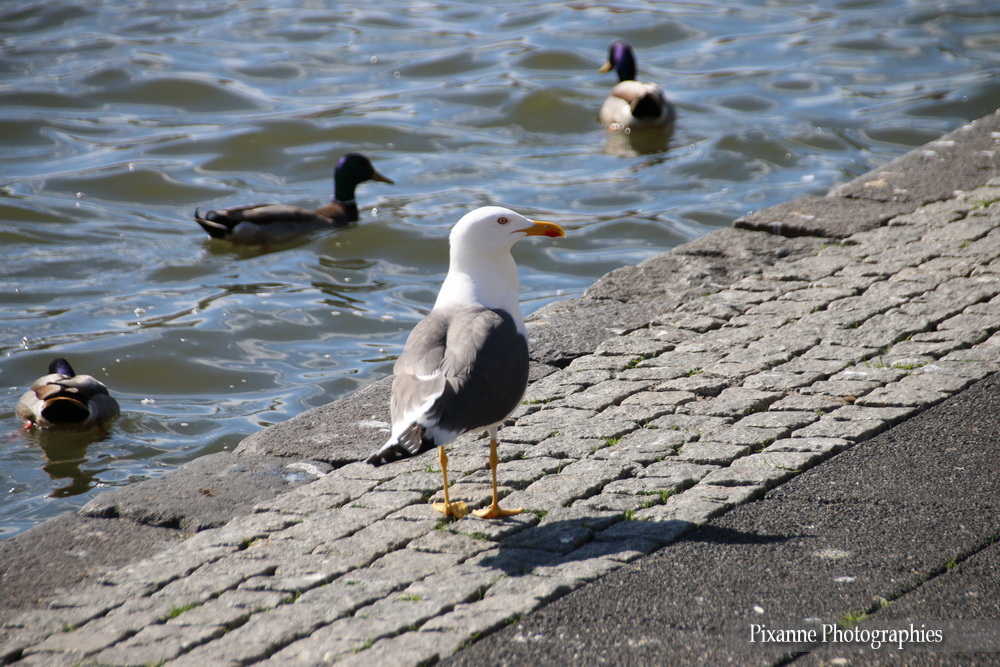 Europe, Islande, Iceland, Reykjavik, lac tjörnin, Souvenirs de Voyages, Pixanne Photographies