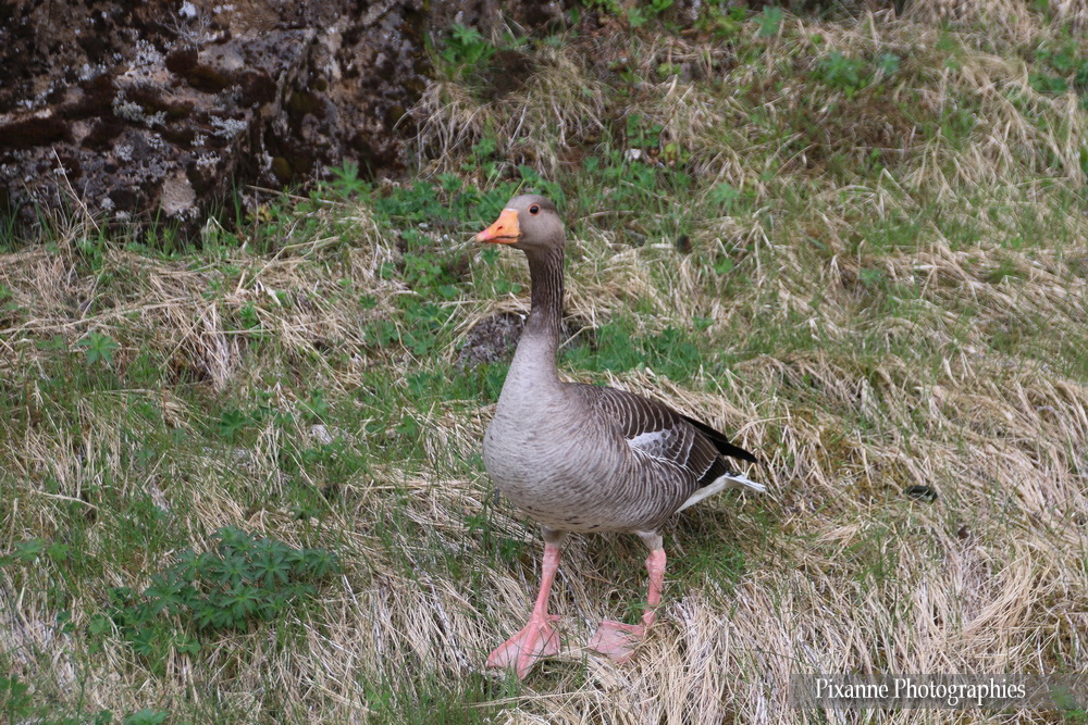 Europe, Islande, Iceland, Cercle d'Or, Thingvellir, Souvenirs de Voyages, Pixanne Photographies
