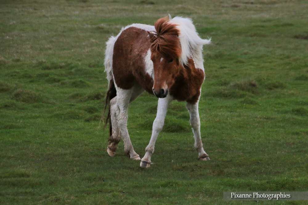 Europe, Islande, Islande du Sud,Hvolsvöllur, Dyrholaey, Chevaux, Souvenirs de Voyages, Pixanne Photographies