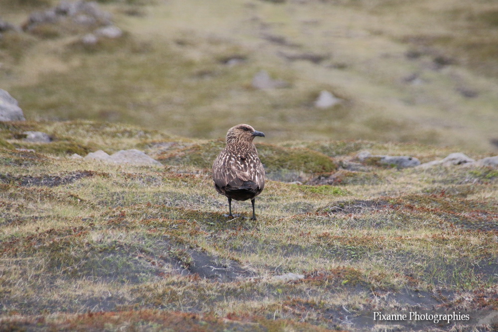 Europe, Islande, Islande du Sud, Ingolfshofdi Puffin Tour, Ingólfshöfði, Grand Labbe, Souvenirs de Voyages, Pixanne Photographies