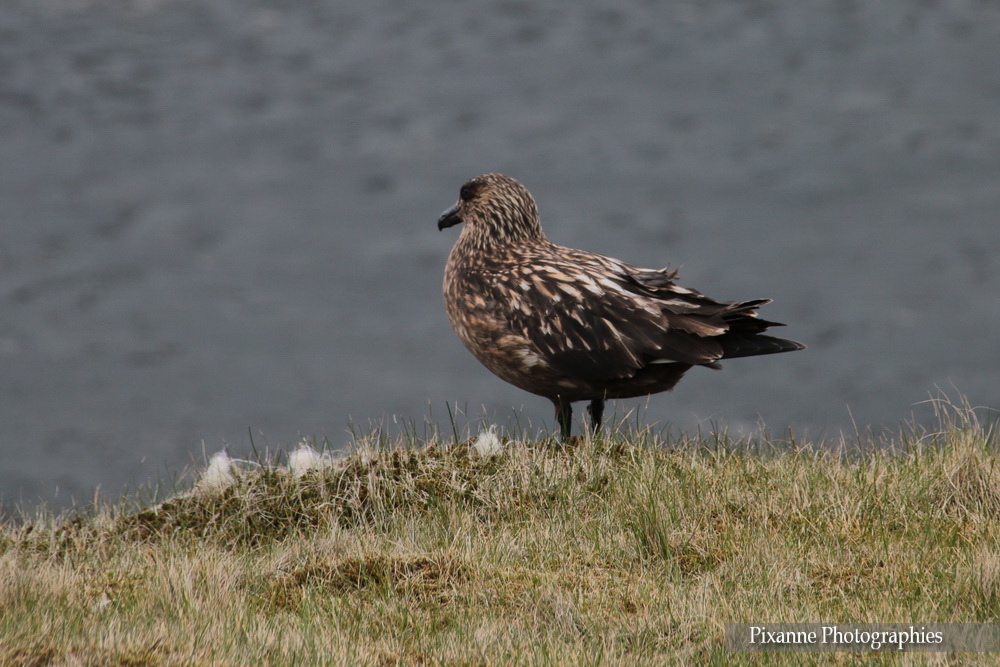 Europe, Islande, Ingolfshofdi, Ingólfshöfði Puffin Tour, Grand Labbe, Souvenirs de Voyages, Pixanne Photographies