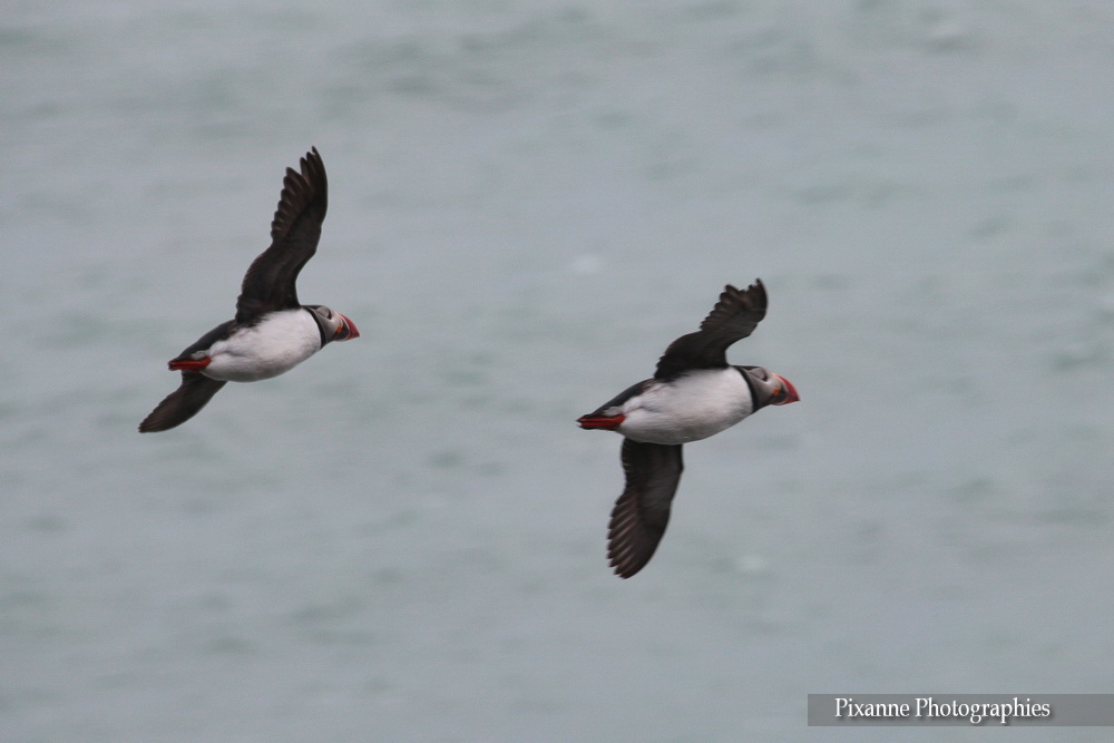 Europe, Islande, Ingolfshofdi, macareux, Puffin, Souvenirs de Voyages, Pixanne Photographies