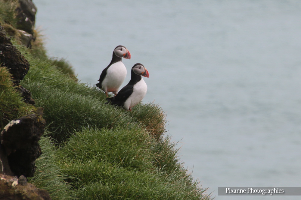 Europe, Islande, Islande du Sud, Ingolfshofdi Puffin Tour, Ingólfshöfði, Macareux, Puffin,Souvenirs de Voyages, Pixanne Photographies