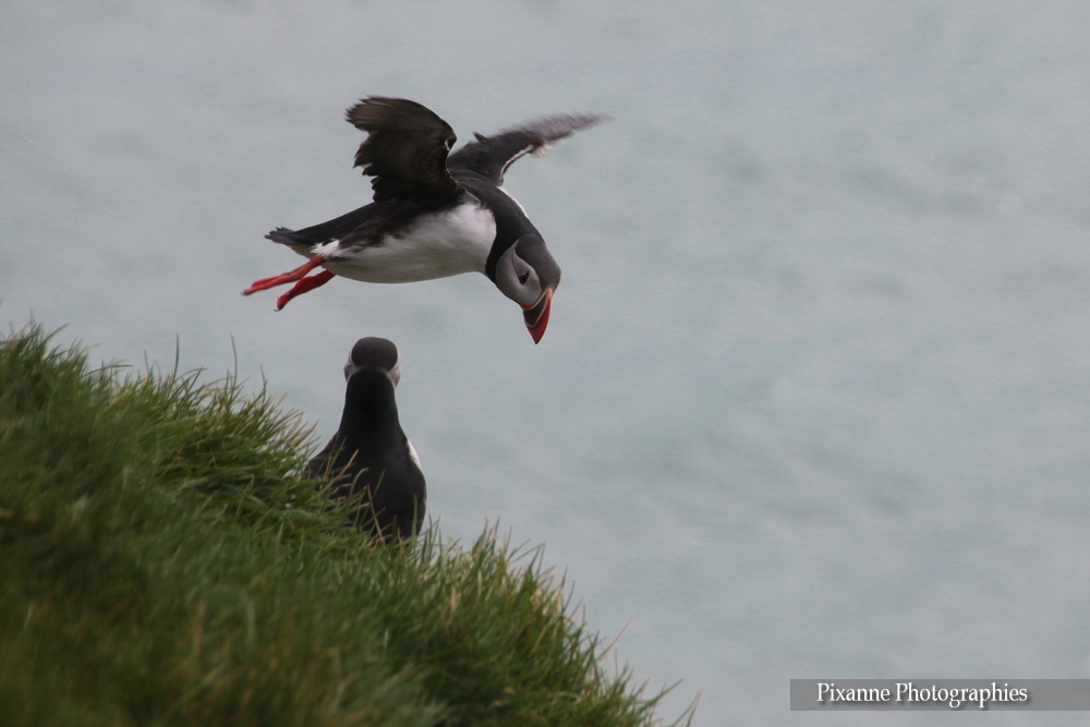 Europe, Islande, Islande du Sud, Ingolfshofdi Puffin Tour, Ingólfshöfði, Macareux, Puffin, Souvenirs de Voyages, Pixanne Photographies
