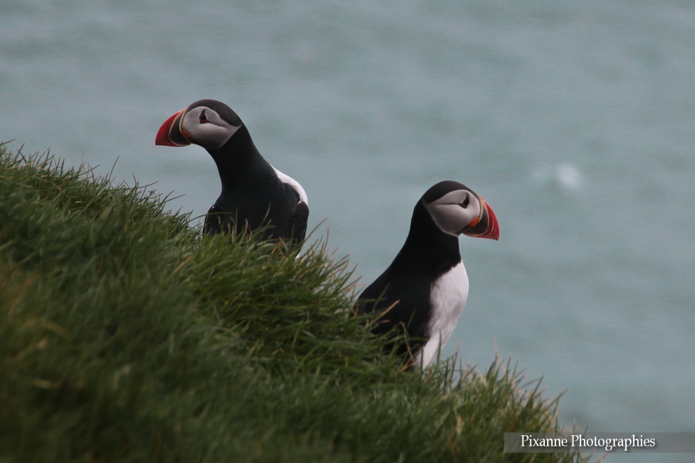Europe, Islande, Ingólfshöfði, Puffin Tour, Souvenirs de Voyages, Pixanne Photographies