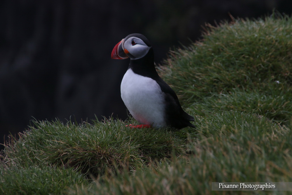 Europe, Islande, Ingolfshofdi, Ingólfshöfði Puffin Tour, macareux, Souvenirs de Voyages, Pixanne Photographies