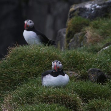 Ingolfshofdi Puffin Tour (Ingólfshöfði)