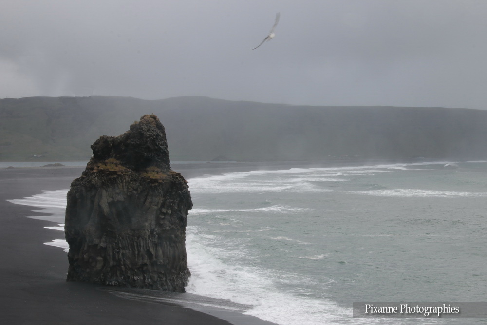 Europe, Islande, Dyrholaey, Souvenirs de Voyages, Pixanne Photographies
