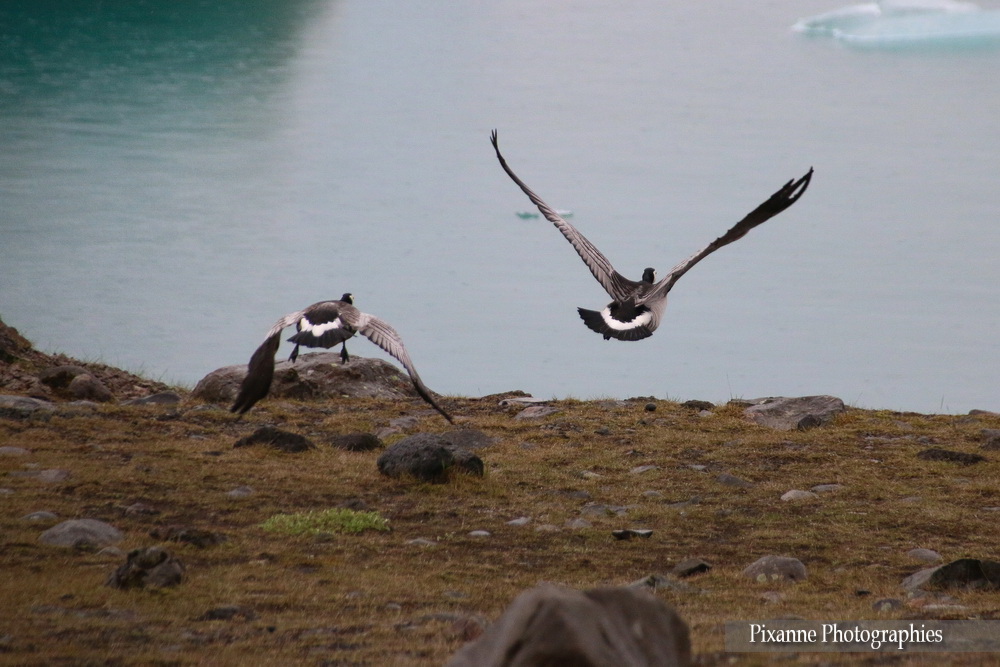 Europe, Islande, Islande du Sud, Jokulsarlon,Jökulsárlón, Breidamerkurjokull, Breiðamerkurjökull, oie bernache, Souvenirs de Voyages, Pixanne Photographies