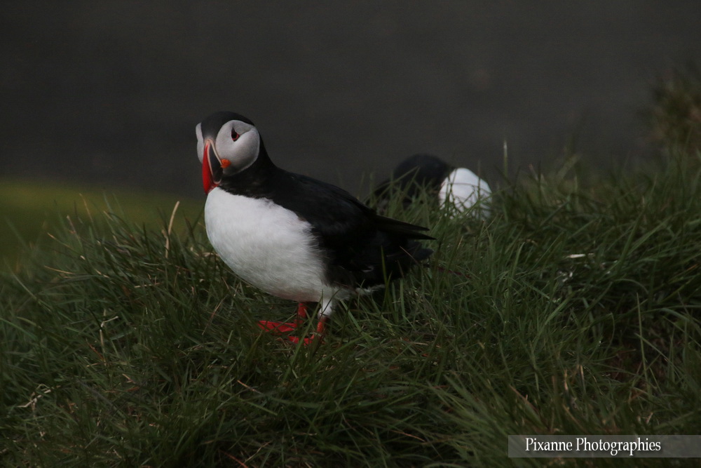 Europe, Islande, Austurland, Austfirðir, Fjord de l'Est, Borgarfjordur Eystri, Borgarfjörður, macareux, puffin, Souvenirs de Voyages, Pixanne Photographies