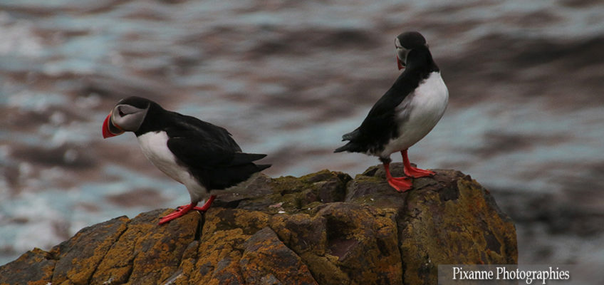 Europe, Islande, Austurland, Austfirðir, Fjord de l'Est, Souvenirs de Voyages, Pixanne Photographies