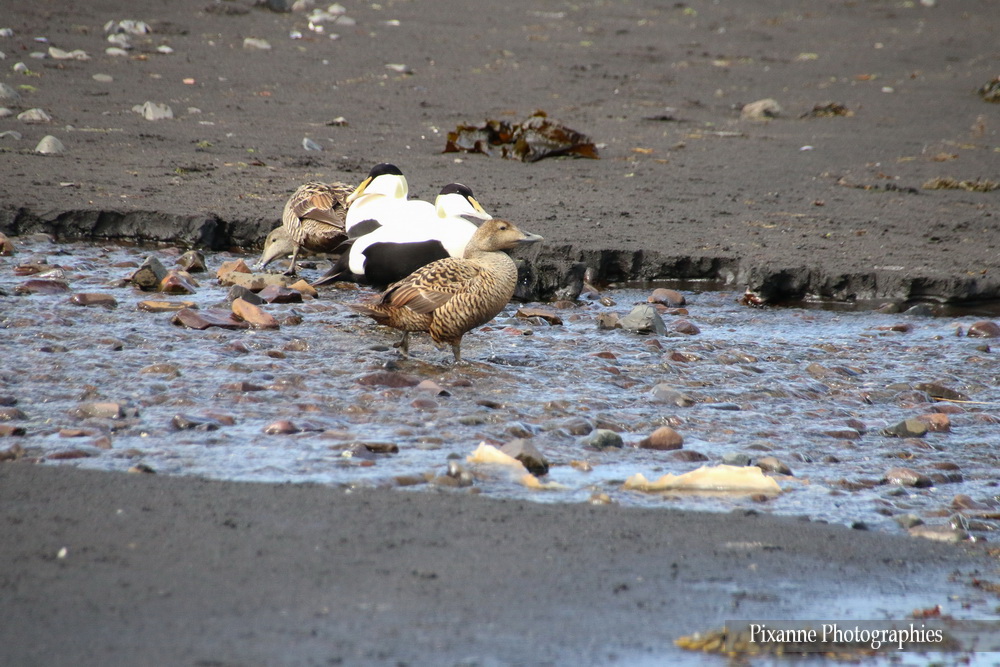 Europe, Islande, péninsule de Vatnsnes, Canards, Eider à duvet,, Souvenirs de Voyages, Pixanne Photographies