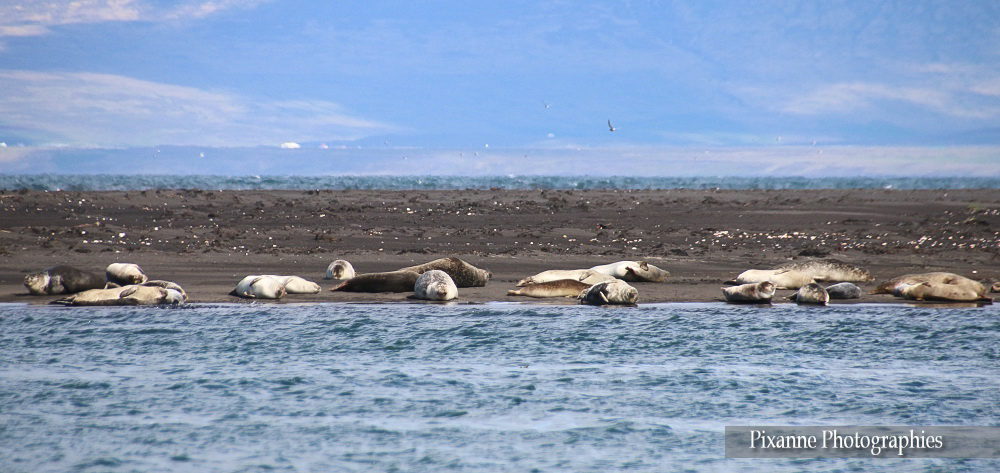 Europe, Islande, Péninsule de Vatnsnes, Souvenirs de Voyages, Pixanne Photographies