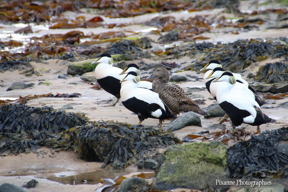 Europe, Islande, péninsule de Snaefellsnes, Ytri Tunga, Eider, Canards, Souvenirs de Voyages, Pixanne Photographies