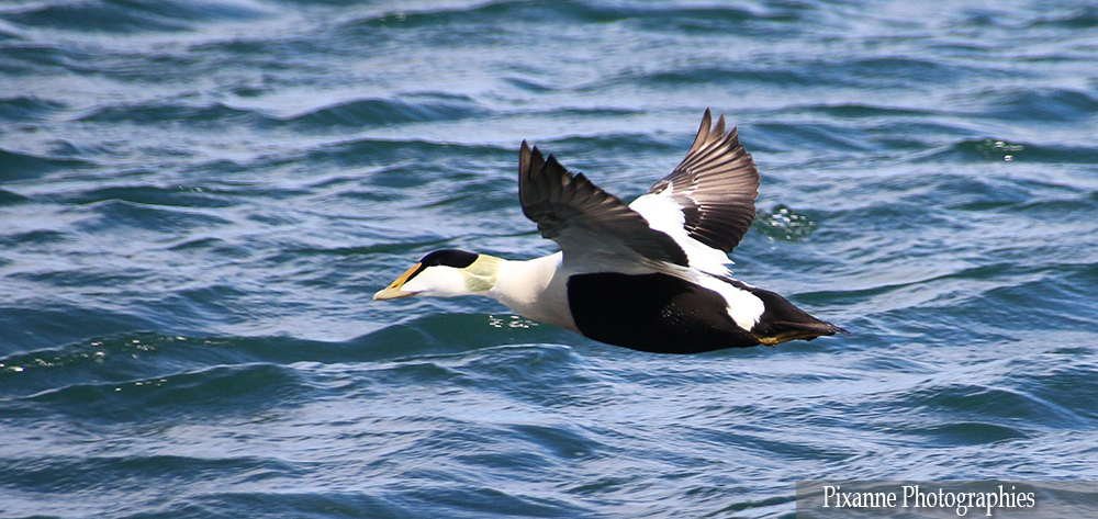 Europe, Islande, péninsule de Vatnsnes, Eider, Souvenirs de Voyages, Pixanne Photographies
