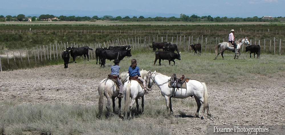 Europe, France, Occitanie, Gard, Camargue, Vins des Sables, Aigues Mortes, Mas de la Comtesse, Souvenirs de Voyages, Pixanne Photographies