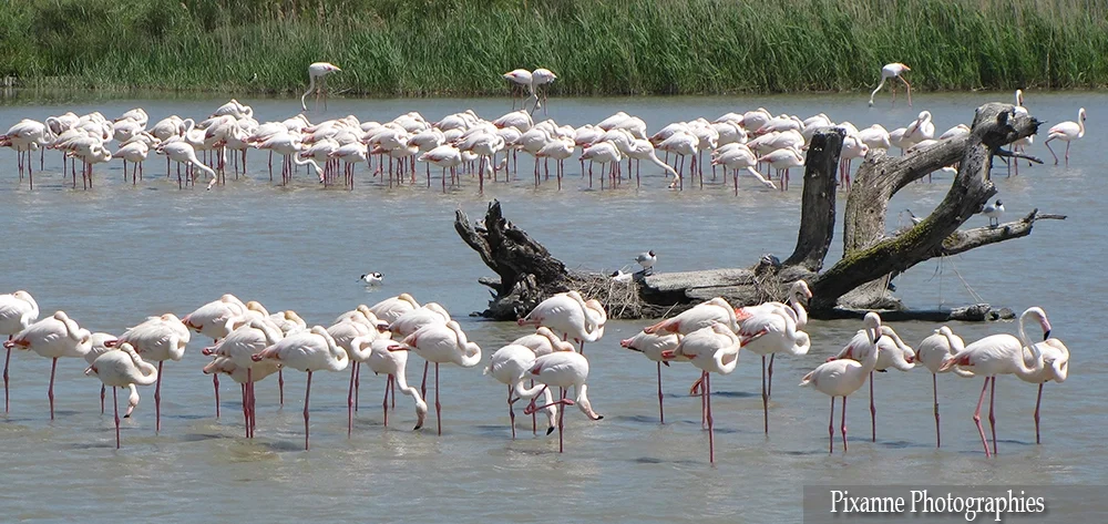 Europe, France, PACA, Occitanie, Gard, Camargue, Saintes Maries de la Mer, Parc Ornithologique du Pont de Gau, Souvenirs de Voyages, Pixanne Photographies
