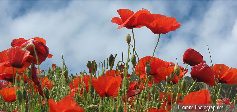 Europe, France, Occitanie, Gard, Camargue, Coquelicots, Souvenirs de Voyages, Pixanne Photographies