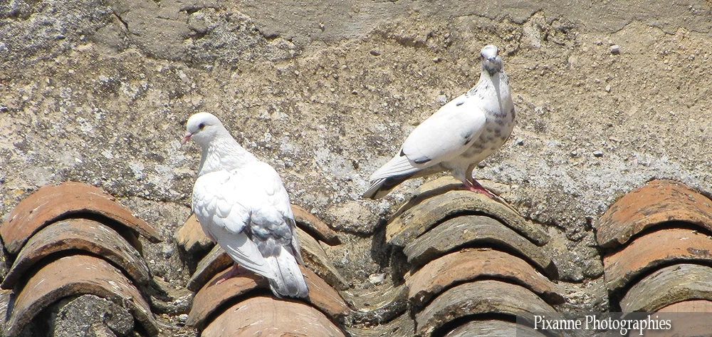 Europe, France, PACA, Bouches du Rhône, Baux de Provence, Pigeons, Souvenirs de Voyages, Pixanne Photographies,