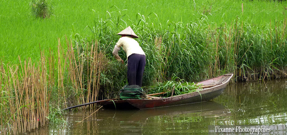 Asie, Vietnam, Baie D'Halong Terrestre, Ninh Binh, Tam Coc, Souvenirs de Voyages, Pixanne Photographies