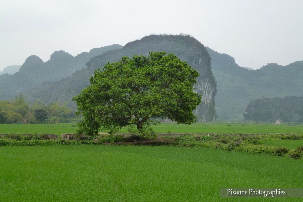 Asie, Vietnam, Baie D'Halong Terrestre, Ninh Binh, Tam Coc, Souvenirs de Voyages, Pixanne Photographies