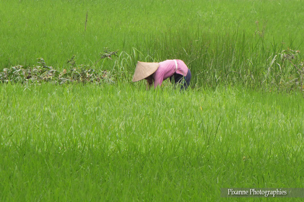 Asie, Vietnam, Baie D'Halong Terrestre, Ninh Binh, Tam Coc, Souvenirs de Voyages, Pixanne Photographies