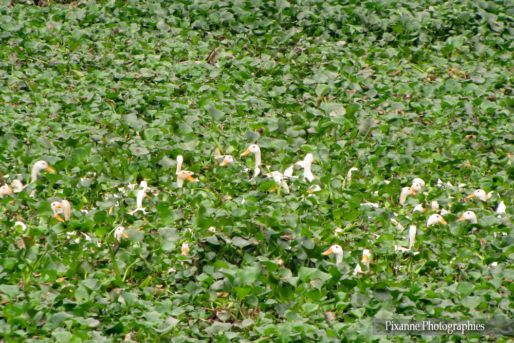 Asie, Vietnam, Baie d'Halong Terrestre, Souvenirs de Voyages, Pixanne Photographies