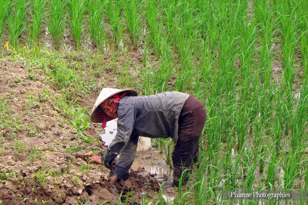 Asie, Vietnam, Baie d'Halong Terrestre, Souvenirs de Voyages, Pixanne Photographies