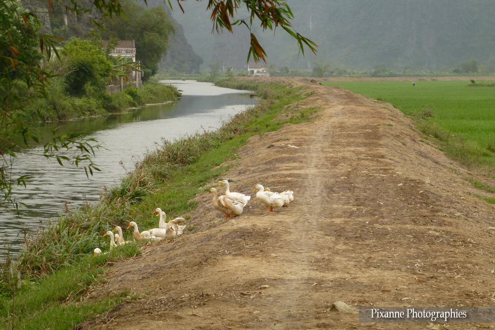 Asie, Vietnam, Baie d'Halong Terrestre, Tam Coc, Souvenirs de Voyages, Pixanne Photographies