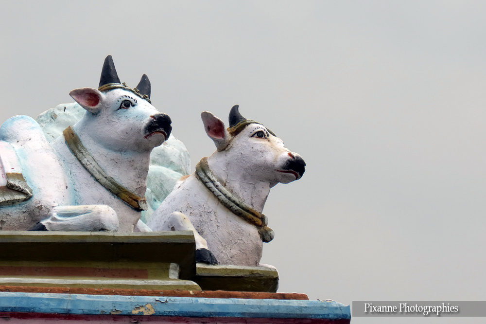 Asie, Inde du Sud, Tamil Nadu, Chennai, Kapaleeshwar Temple, Souvenirs de Voyages, Pixanne Photographies